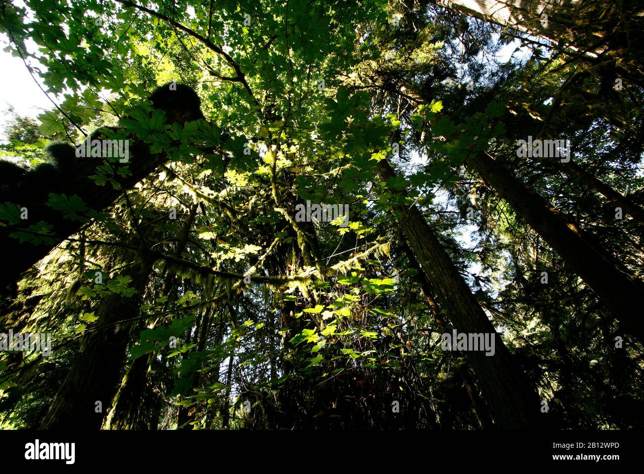 Cathedral Grove. MacMillan Provincial Park. Vancouver Island. Britisch-Kolumbien. Kanada Stockfoto