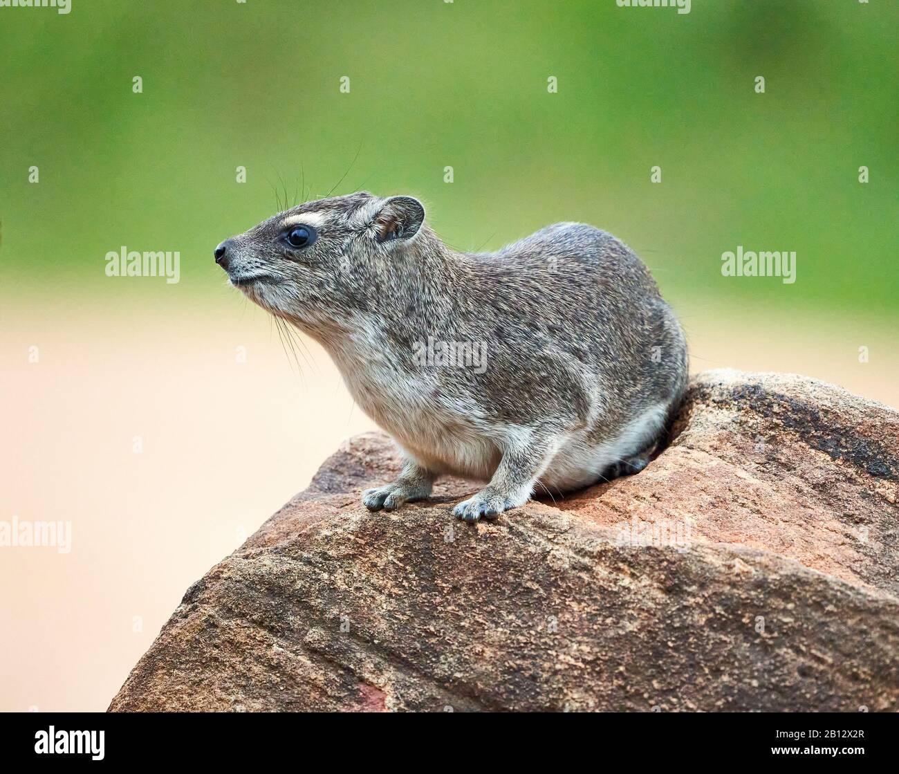 Rock Hyrax Procavia Capensis in einem typischen felsigen Lebensraum innerhalb des Tsavo East National Park in Kenia Ostafrika Stockfoto