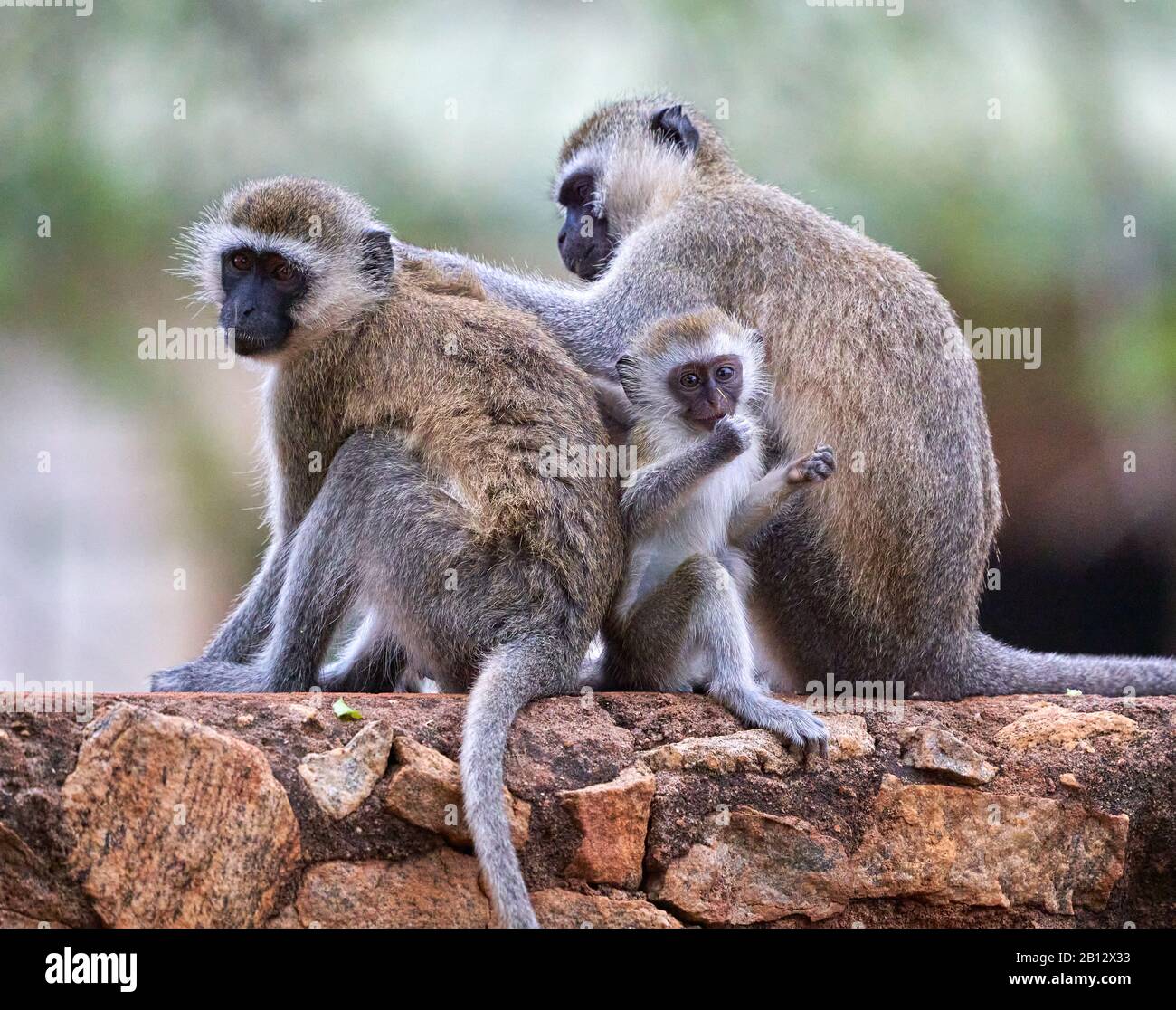 Familiengruppe der Vervet Monkey Chlorocebus pygerythus an einer Wand im Tsavo East National Park im Süden Kenias Stockfoto