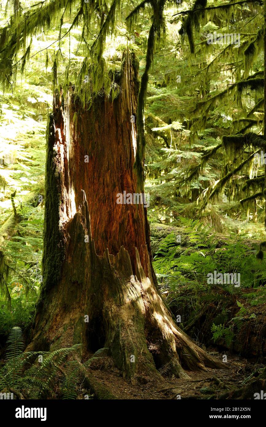 Cathedral Grove. MacMillan Provincial Park. Vancouver Island. Britisch-Kolumbien. Kanada Stockfoto