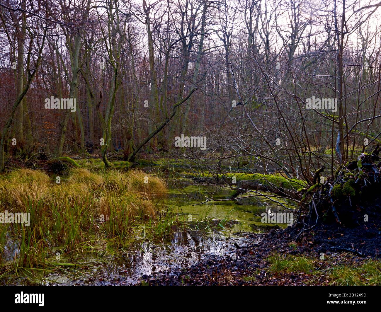 Sumpfwald im Nationalpark Jasmund, Insel Rügen, Mecklenburg-Vorpommern, Deutschland Stockfoto