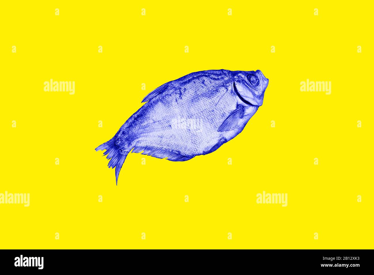 Blau getrockneter Fisch auf gelbem Grund. Zeitgenössische Kunst Collage Stockfoto