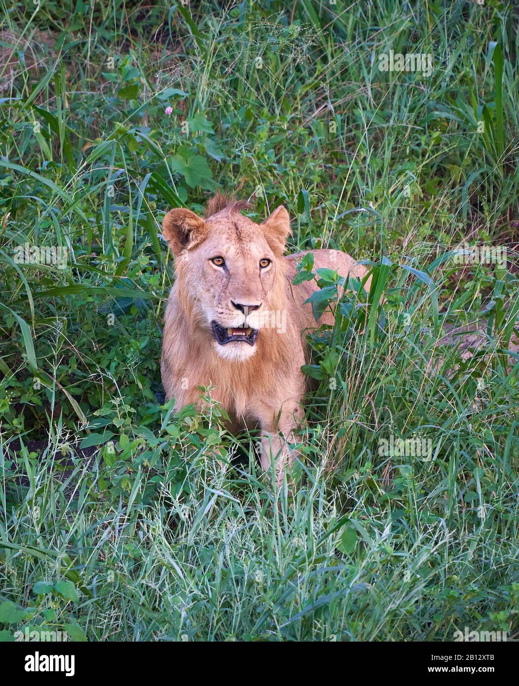 Junger männlicher Löwe Panthera leo, der aus seinem Daytime Nap auf einem felsigen Hügel im Tsavo National Park im Süden Kenias hervorkam Stockfoto