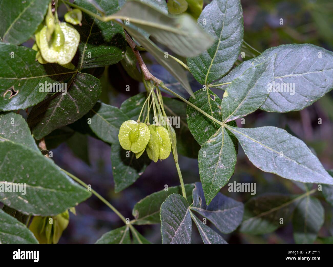 Nahaufnahme der Wafer auf einem gewöhnlichen Hoptree in Colorado mit Bokeh-Effekt. Stockfoto