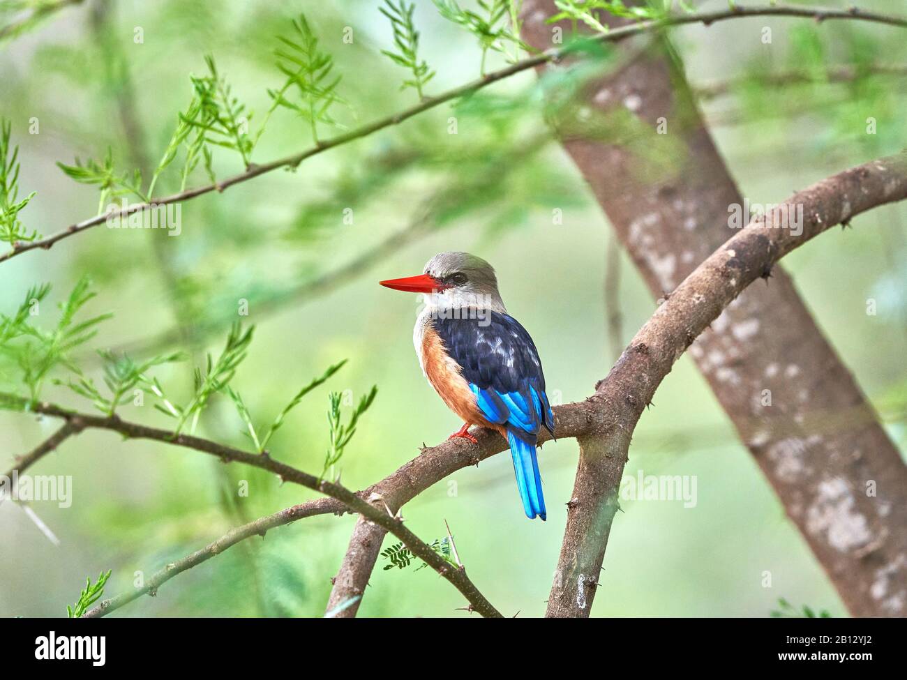 Der grauköpfige Eisvogel Halcyon leucocephala thront auf einem Baum über einem Pool im Tsavo-Nationalpark im Süden Kenias Stockfoto