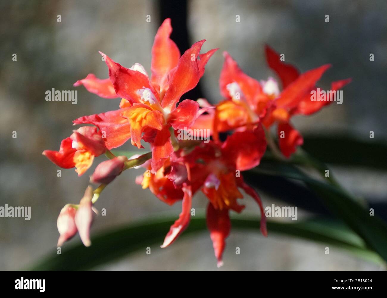 Schöne dunkelrote Farbe von Odontioda Rotkäppchenorchiden Stockfoto