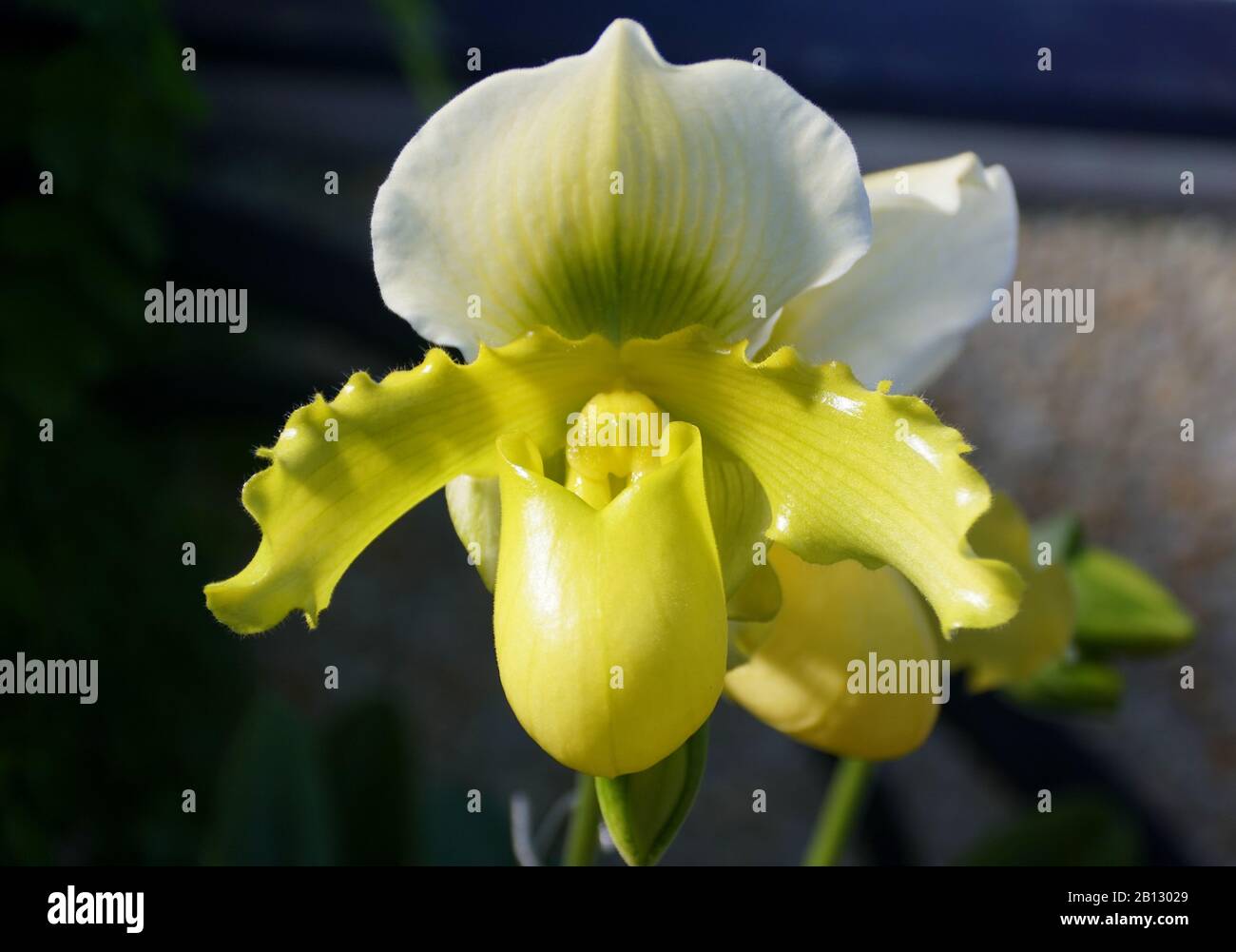 Schöne weiße hellgelbe Farbe der Paphiopedilum Hsinying Moonlight Orchidee Stockfoto