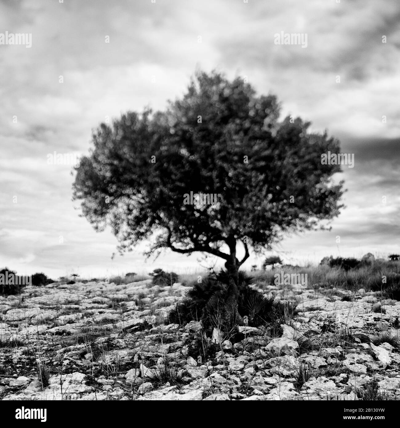 Baum auf der Halbinsel des Naturschutzgebietes Llevant, Mallorca, Spanien Stockfoto