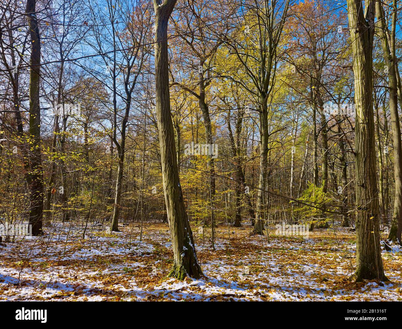 Erster Schnee im Herbst, Nationalpark Hainich, Thüringen, Deutschland Stockfoto