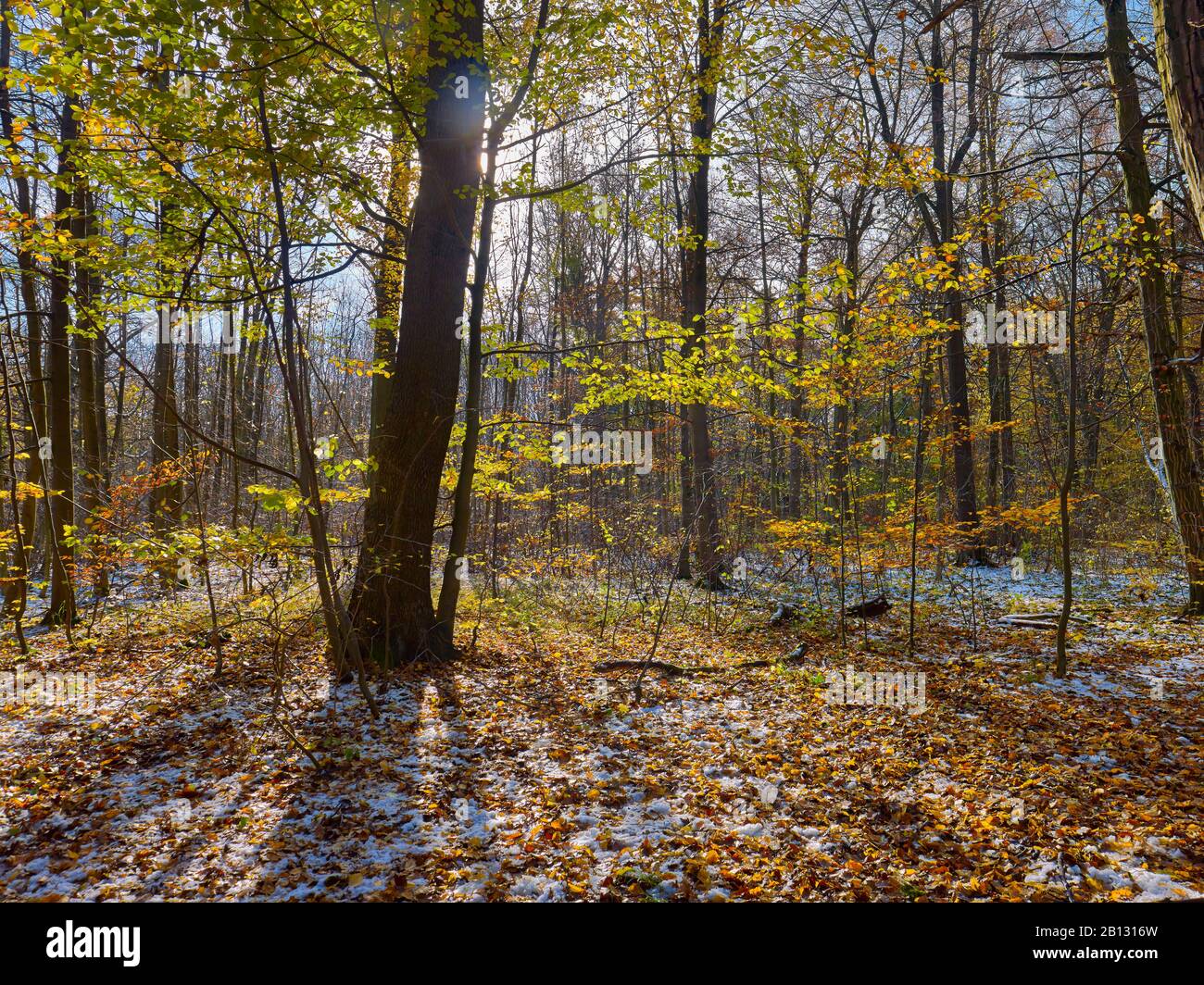 Erster Schnee im Herbst, Nationalpark Hainich, Thüringen, Deutschland Stockfoto