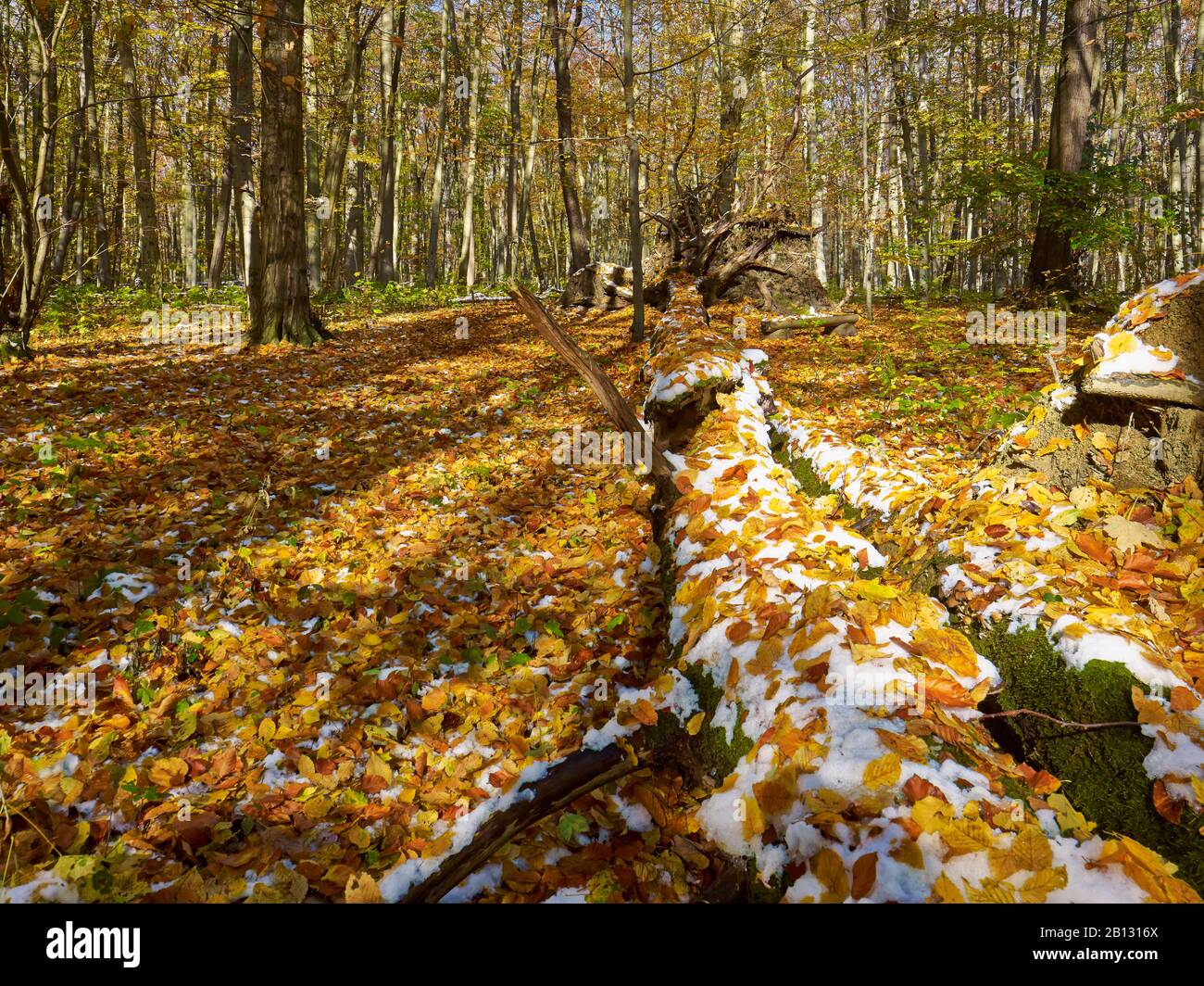 Gekippte Bäume im Nationalpark Hainich, Thüringen, Deutschland Stockfoto
