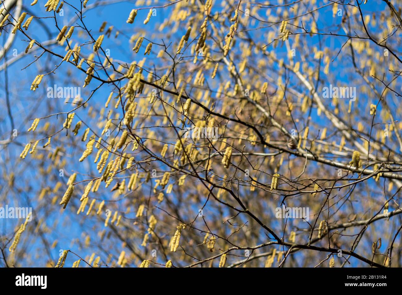 Gelbe Catkins an den Ästen eines Baumes im Hintergrund des blauen Himmels Stockfoto