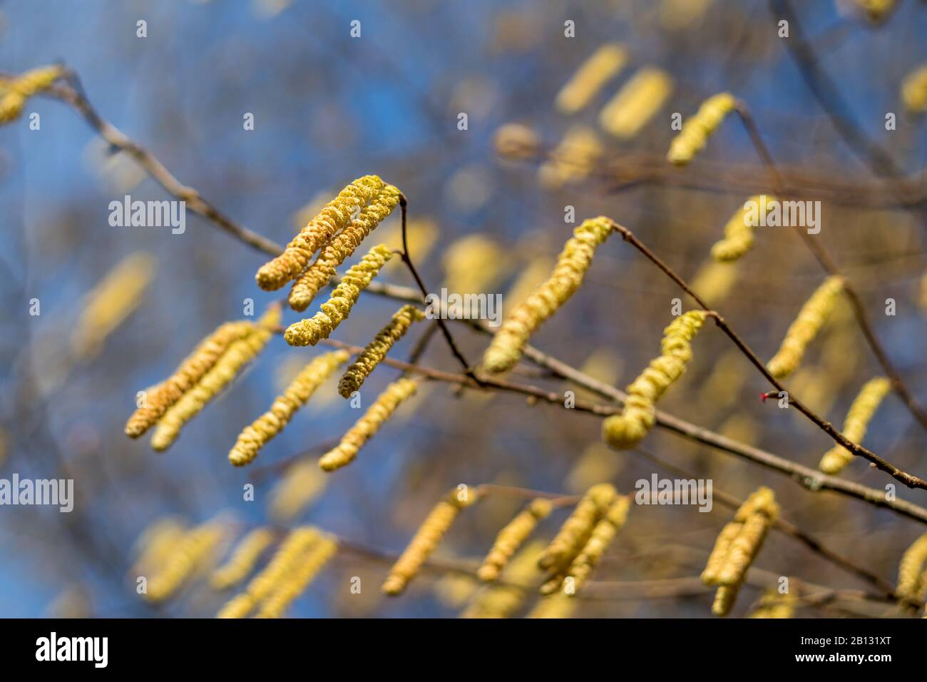 Gelbe Catkins an den Ästen eines Baumes im Hintergrund des blauen Himmels Stockfoto