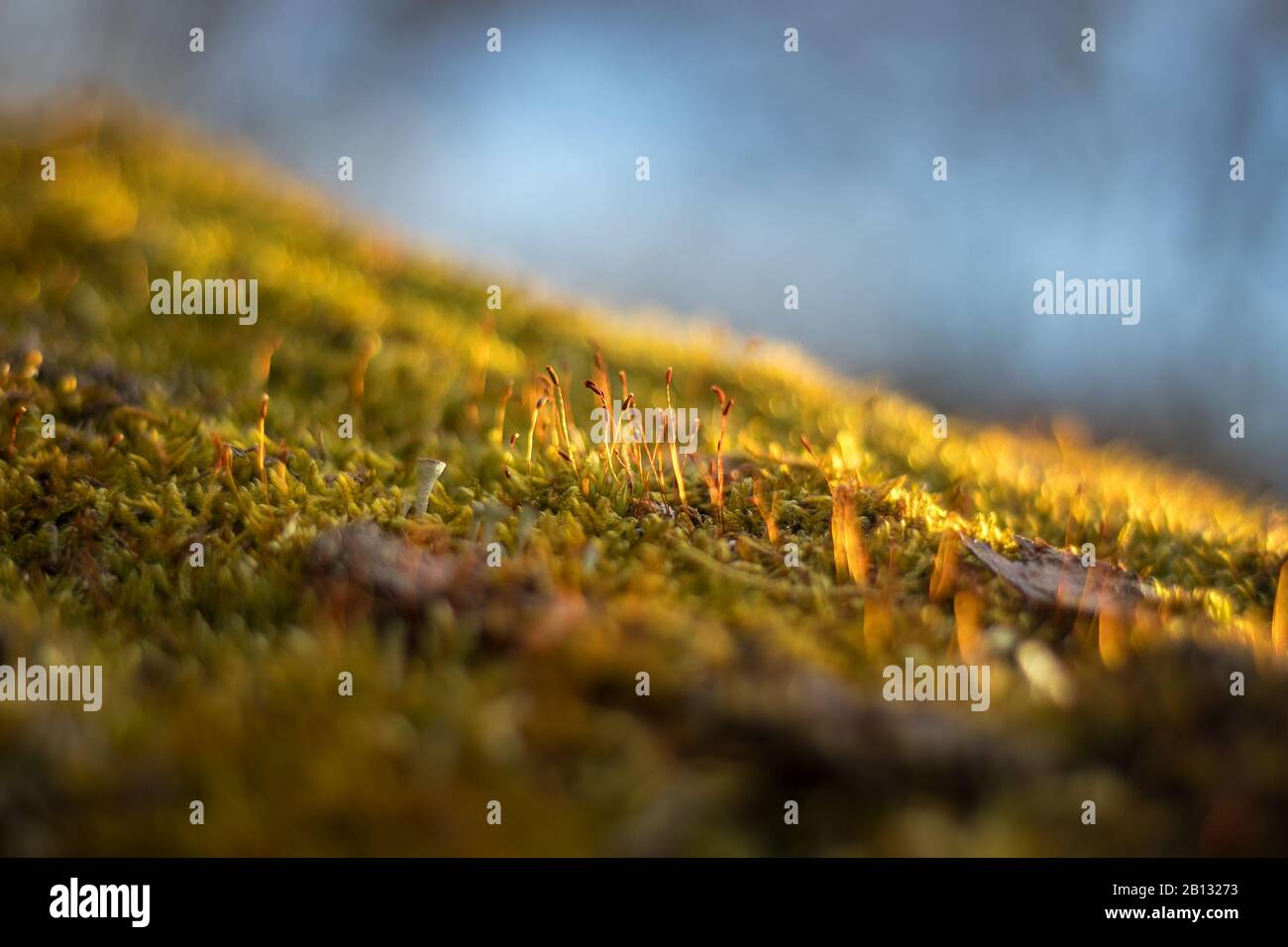Moos auf Baum - Nahaufnahme des Moos (beleuchtet durch das Sonnenlicht), der Baumstamm bedeckt Stockfoto