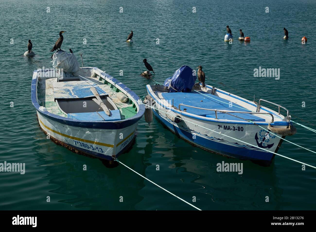 Kormorane im Hafen von Fuengirola, Provinz Málaga, Andalusien, Spanien, Stockfoto