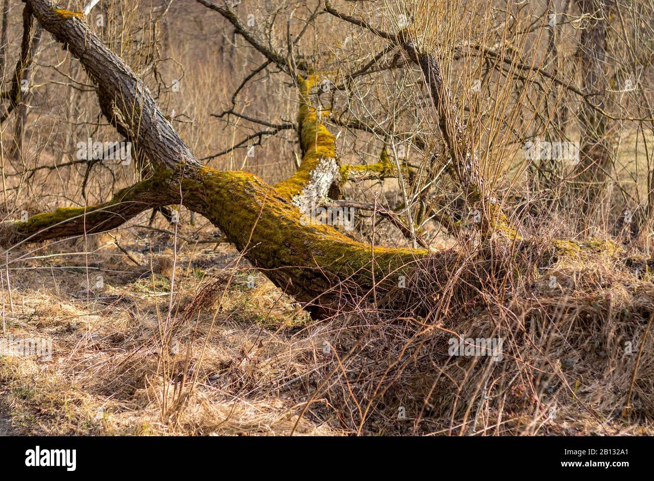 Verfallener Weidenbaum mit Moos bedeckt, aus dem junge Äste wachsen Stockfoto