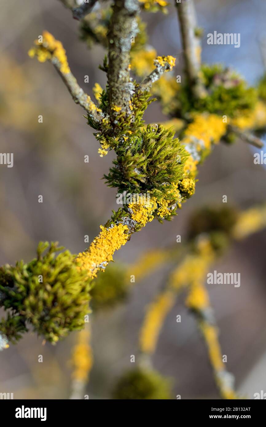 Grünes Moos und gelbe Flechten auf einem Baumzweig - Nahansicht Stockfoto