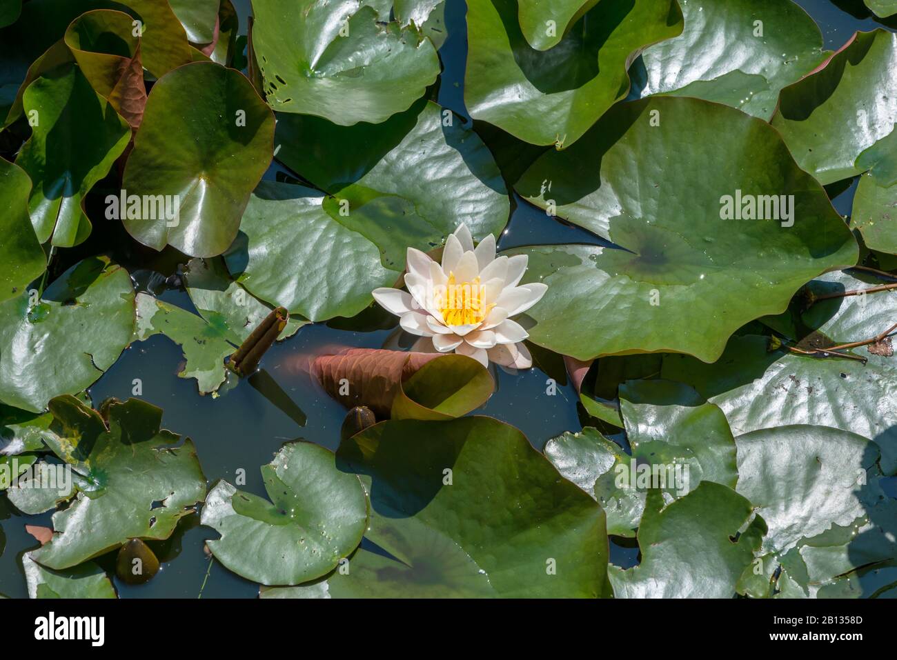 Natürliche Weiße Seerose | Stock Bild | Colourbox