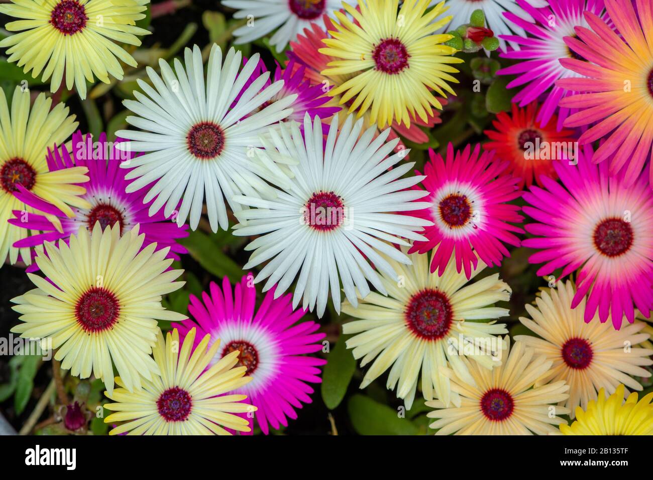 Bunte Collage von livingstone Gänseblümchen als Hintergrund Stockfoto