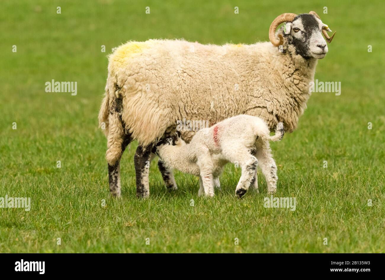 Swaledale Ewe, ein weibliches Schaf mit jungen Lämmern auf grüner Weide. Ein Lamm saugt. Nach rechts. Swaledale Schaf ist eine Rasse, die im Yorkshir beheimatet ist Stockfoto