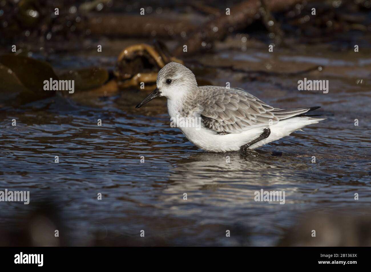 Sanderling Baden Stockfoto