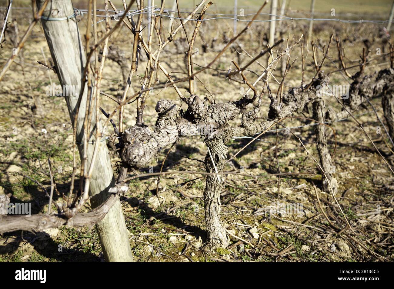 Weinberge auf dem Feld, Agrarindustrie, Naturlandschaft Stockfoto