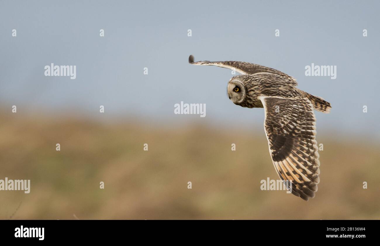 Eine kurzohrige Eule (asio flammeus) im Flug über Grasland in den Cotswolds, Gloucestershire Stockfoto