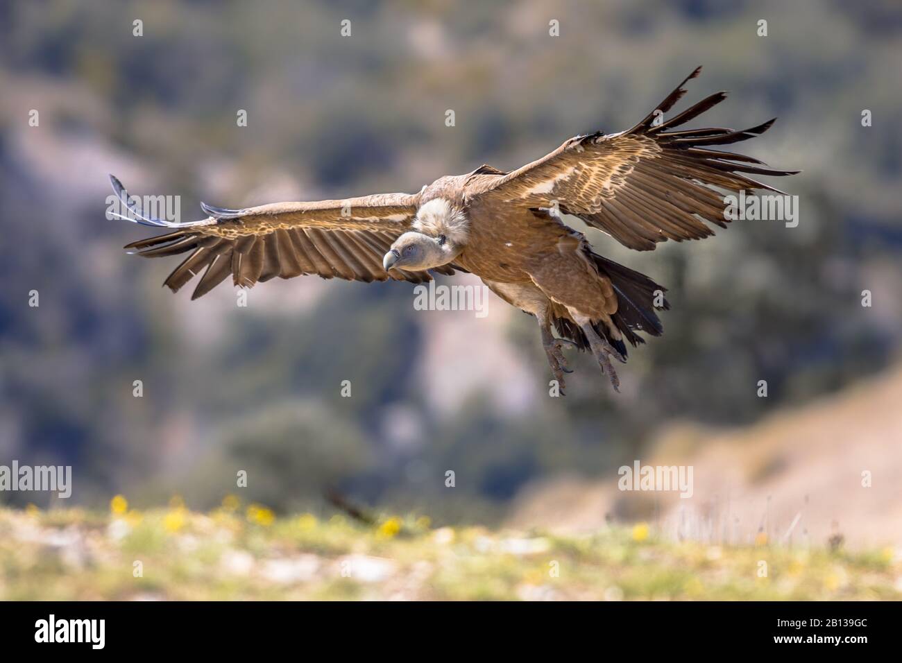 Griffon Geier (Gyps fulvus) fliegt und bereitet sich auf die Landung in den spanischen Pyrenäen, Katalonien, Spanien, April vor. Dies ist ein großer Geier Der Alten Welt im Stockfoto