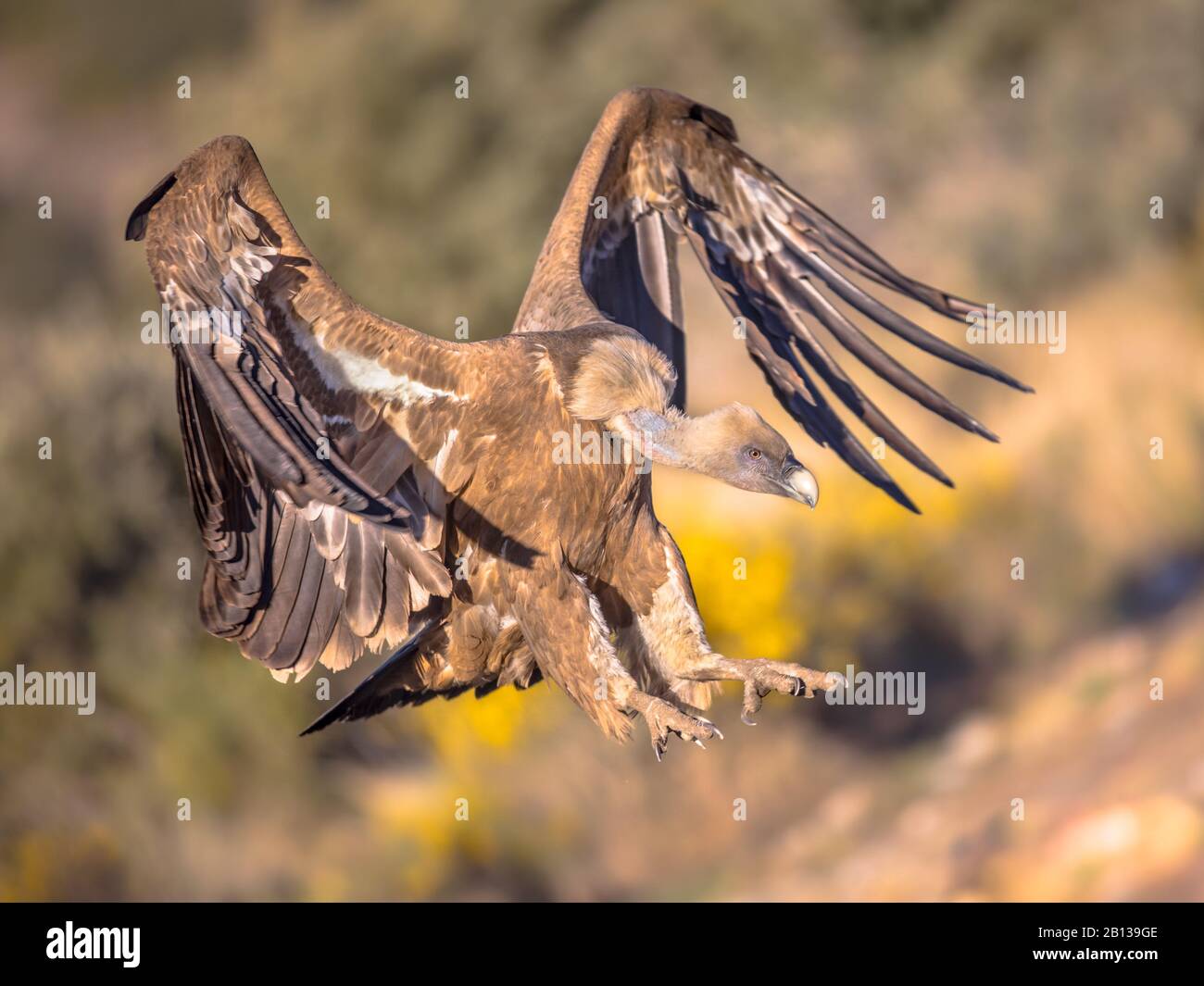 Griffon Geier (Gyps fulvus) fliegt und bereitet sich auf die Landung in den spanischen Pyrenäen, Katalonien, Spanien, April vor. Dies ist ein großer Geier Der Alten Welt im Stockfoto