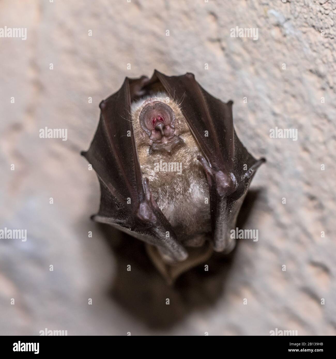 Größere Hufeisenfledermaus (Rhinolophus ferrumequinum) schläft mit gefalteten Flügeln und hängt an der Höhlendecke in den spanischen Pyrenäen, Aragon, Spanien. April. Stockfoto