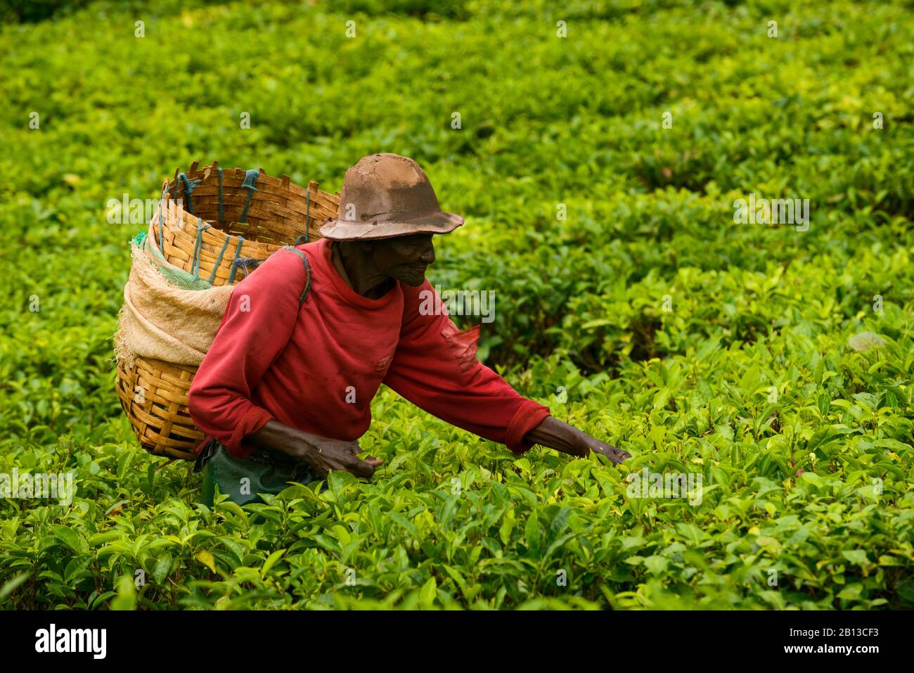 Teepicker in einer Teeplanze in der Nähe von Mbeya, Tansania, Afrika Stockfoto