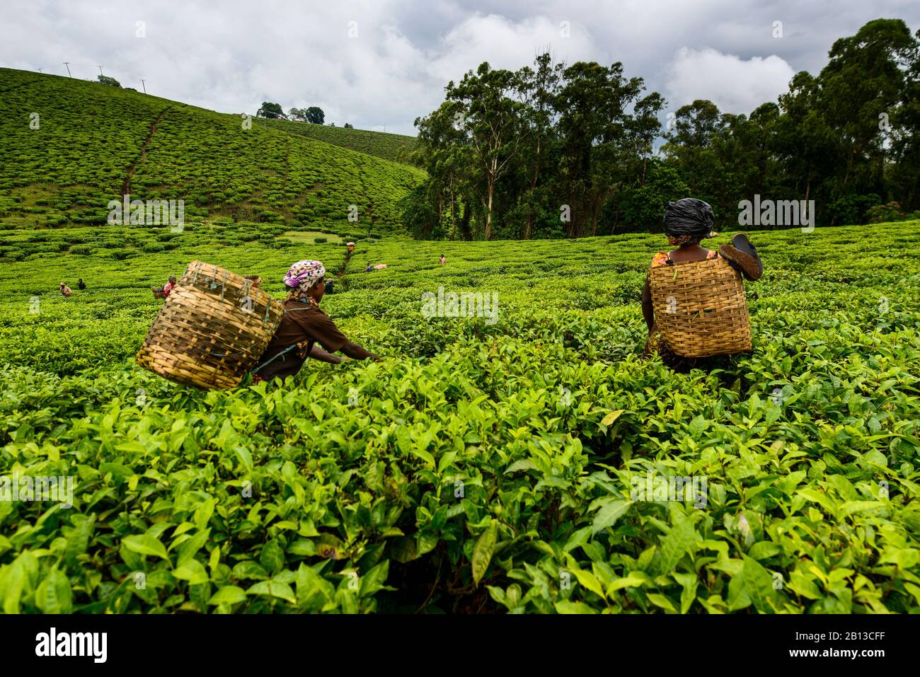 Teepicker auf einer Teeplantage in der Nähe von Mbeya, Tansania, Afrika Teepicker auf einer Teeplantage in der Nähe von Mbeya, Tansania, Afrika Stockfoto