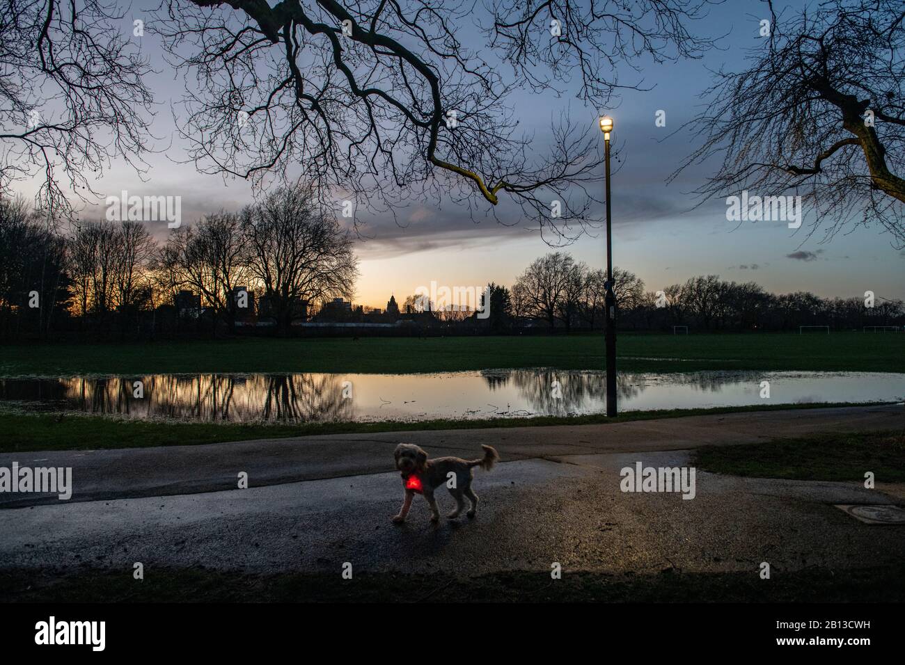 Ein Hund mit einem beleuchteten Kragen läuft im Februar nach Sonnenuntergang durch einen überfluteten Londoner Park Stockfoto