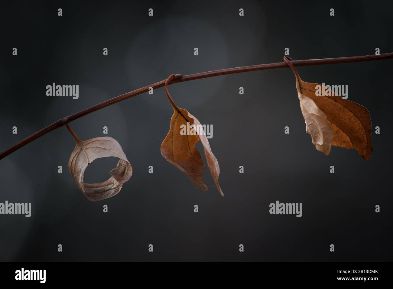 Drei braune Blätter auf Ast im Herbst vor dunklem Hintergrund Stockfoto