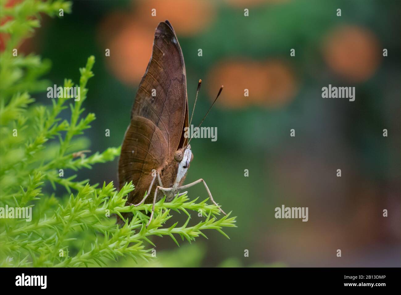 Herbstblättriger Schmetterling extreme Nahaufnahme Stockfoto