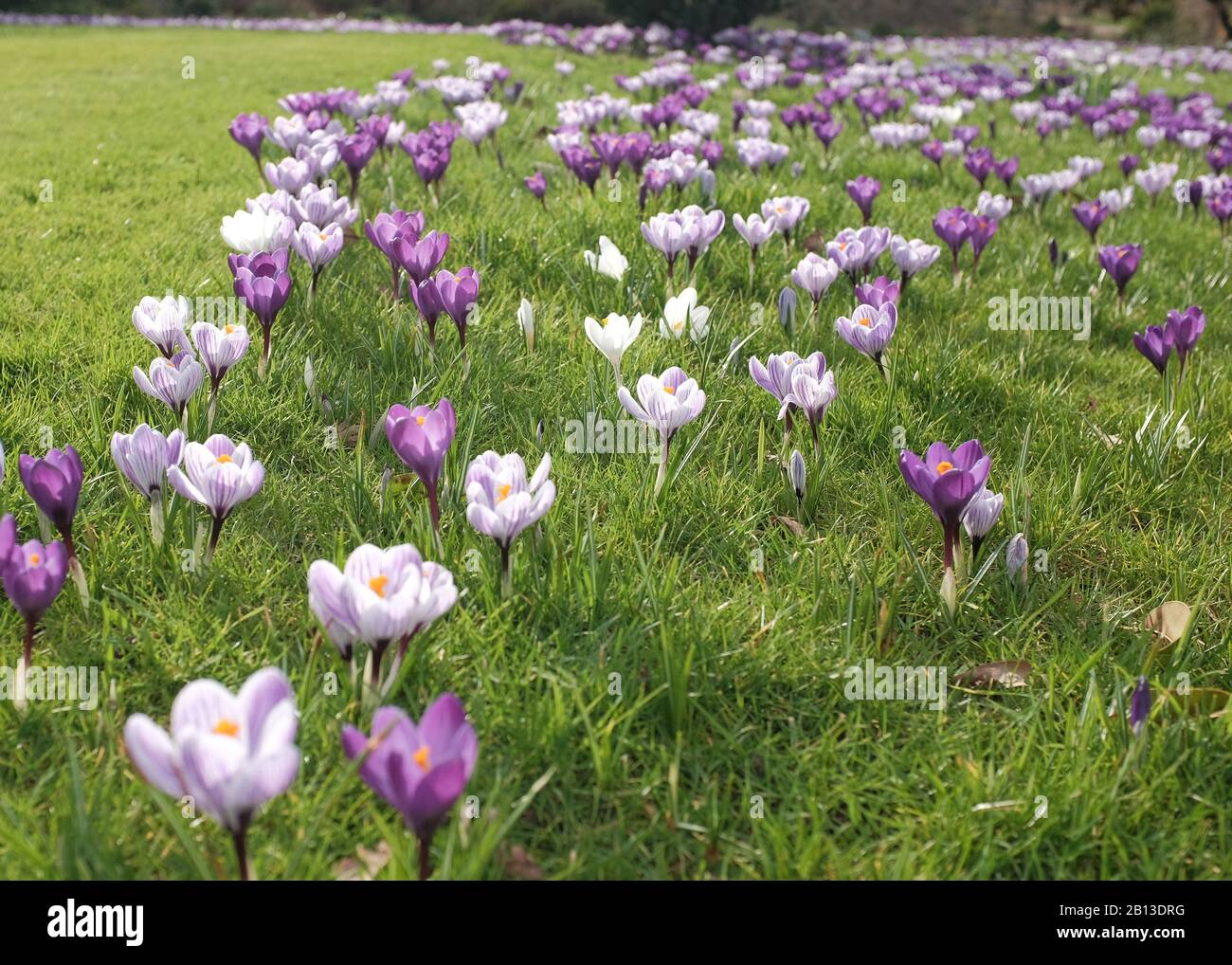 Ein üppiges Feld mit wunderschönen violetten und lila Krokusblüten. Stockfoto