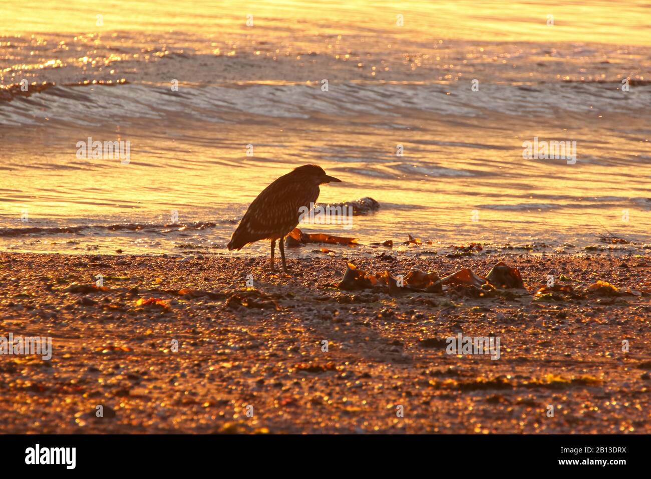 Junger schwarzer krönender Nachtheron am goldenen Strand bei Sonnenaufgang Stockfoto