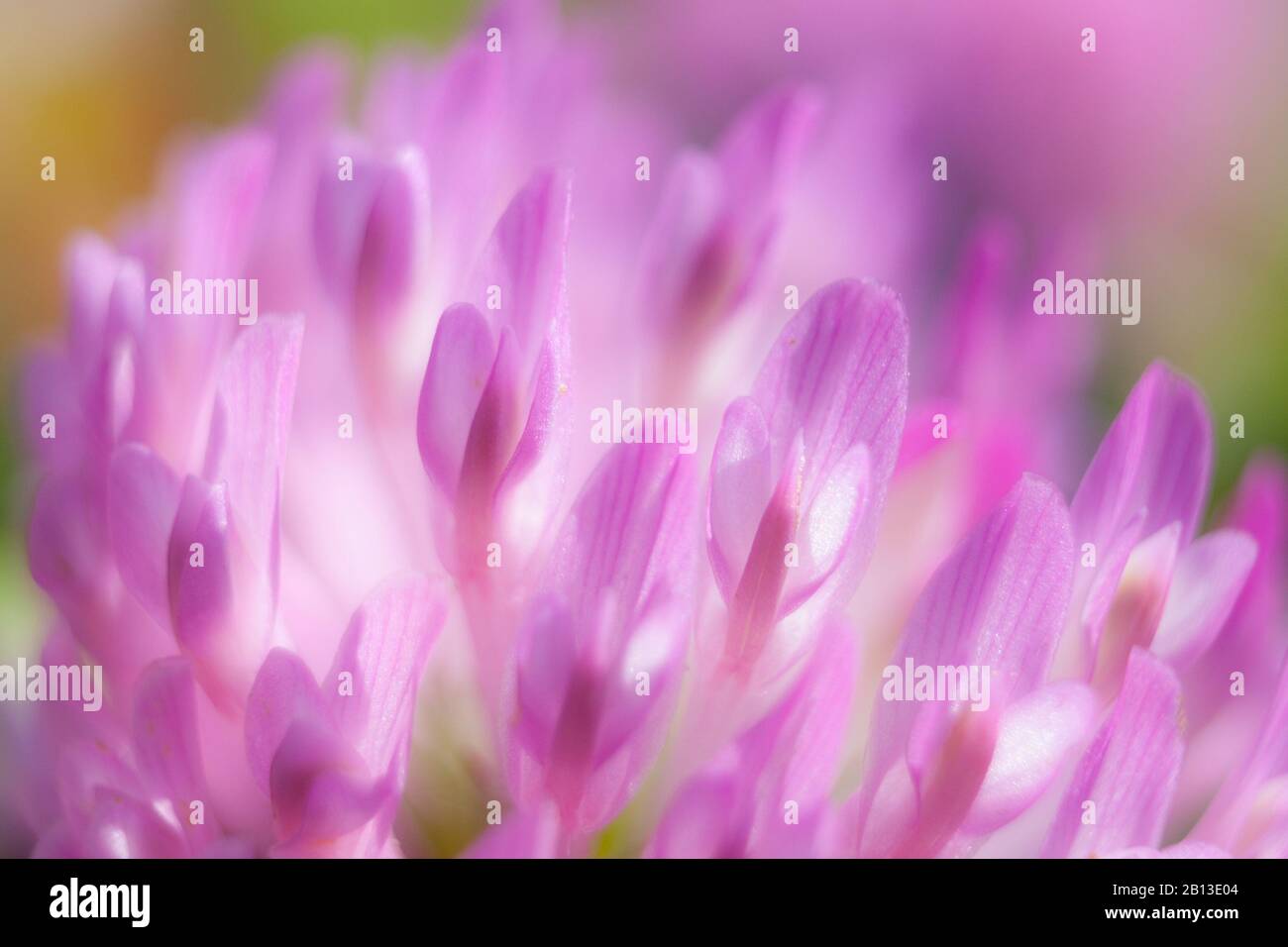 Rote Kleeblattblüte extreme Nahaufnahme Stockfoto