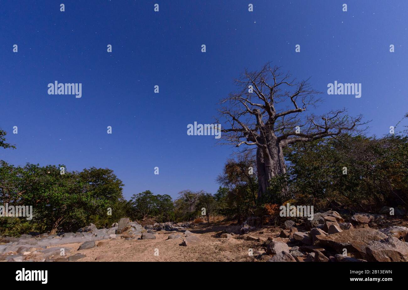 Baobabs von Südangola, Afrika Stockfoto