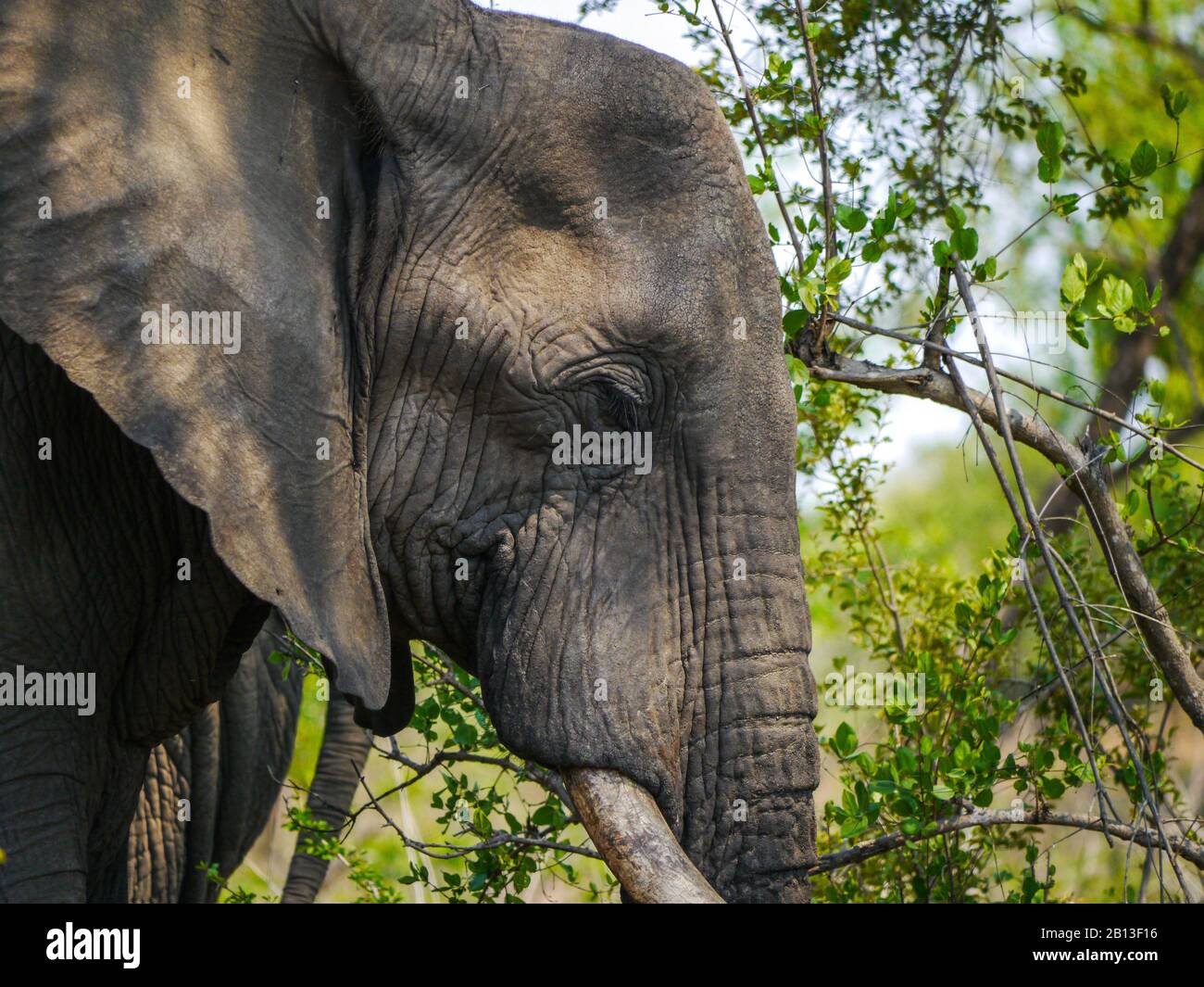 Nahaufnahme eines Afrikanischen Elefanten (Loxodonta africana) im Kruger Nationalpark Stockfoto