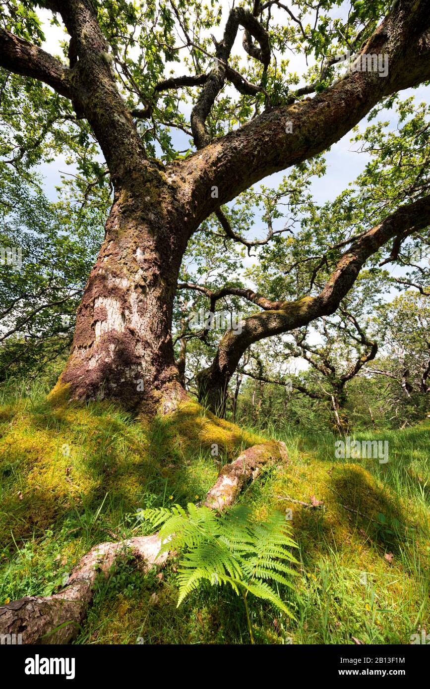 Wald mit Knarrenbäumen, Insel Skye, Schottland, England, Großbritannien, Wald mit Baumverzweigungen, Inseln von Skye, Schottland, England, Großbritannien, Europa Stockfoto