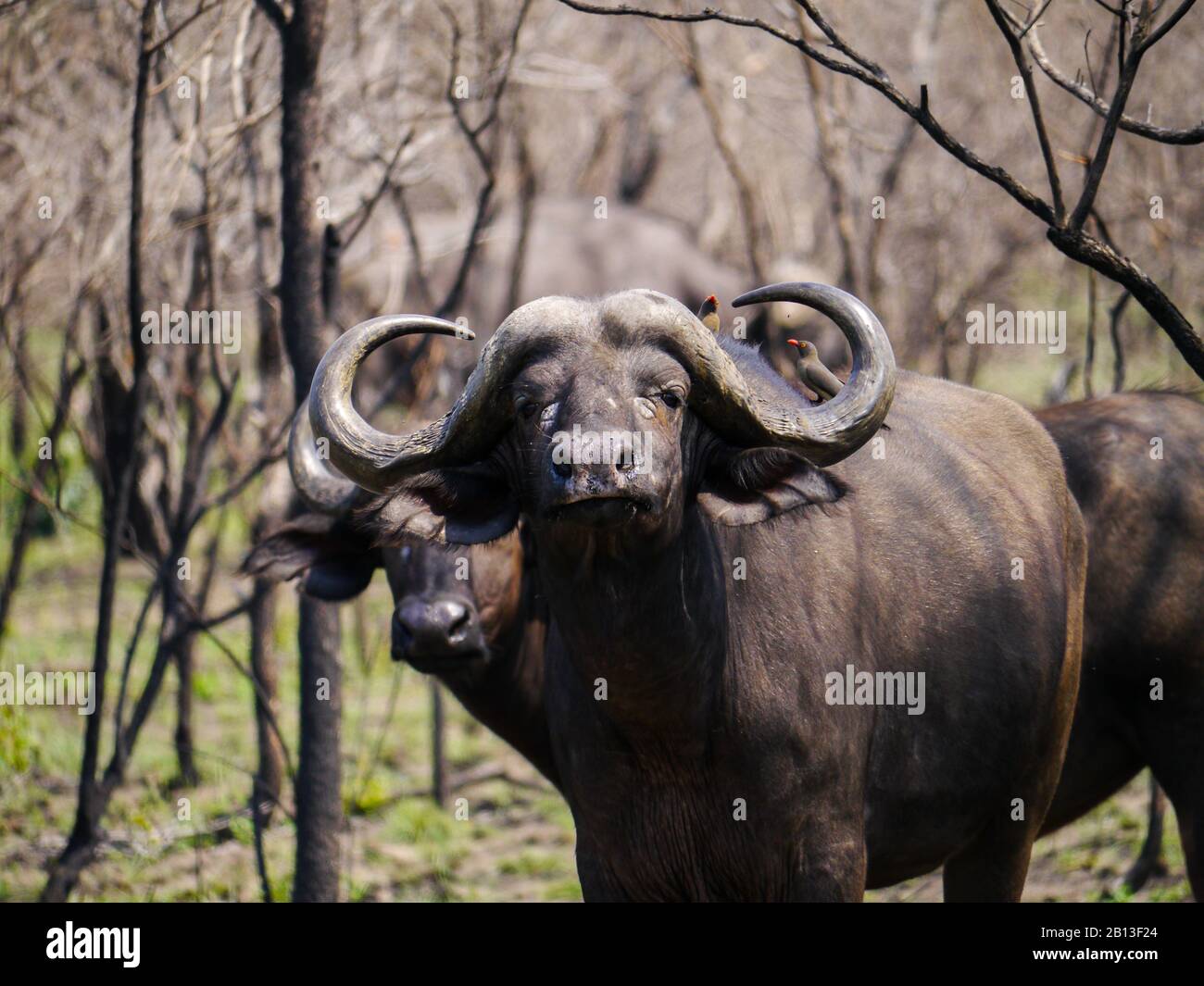 Die Herde von Cape Buffalos halten im Kruger Nationalpark an und warten Stockfoto