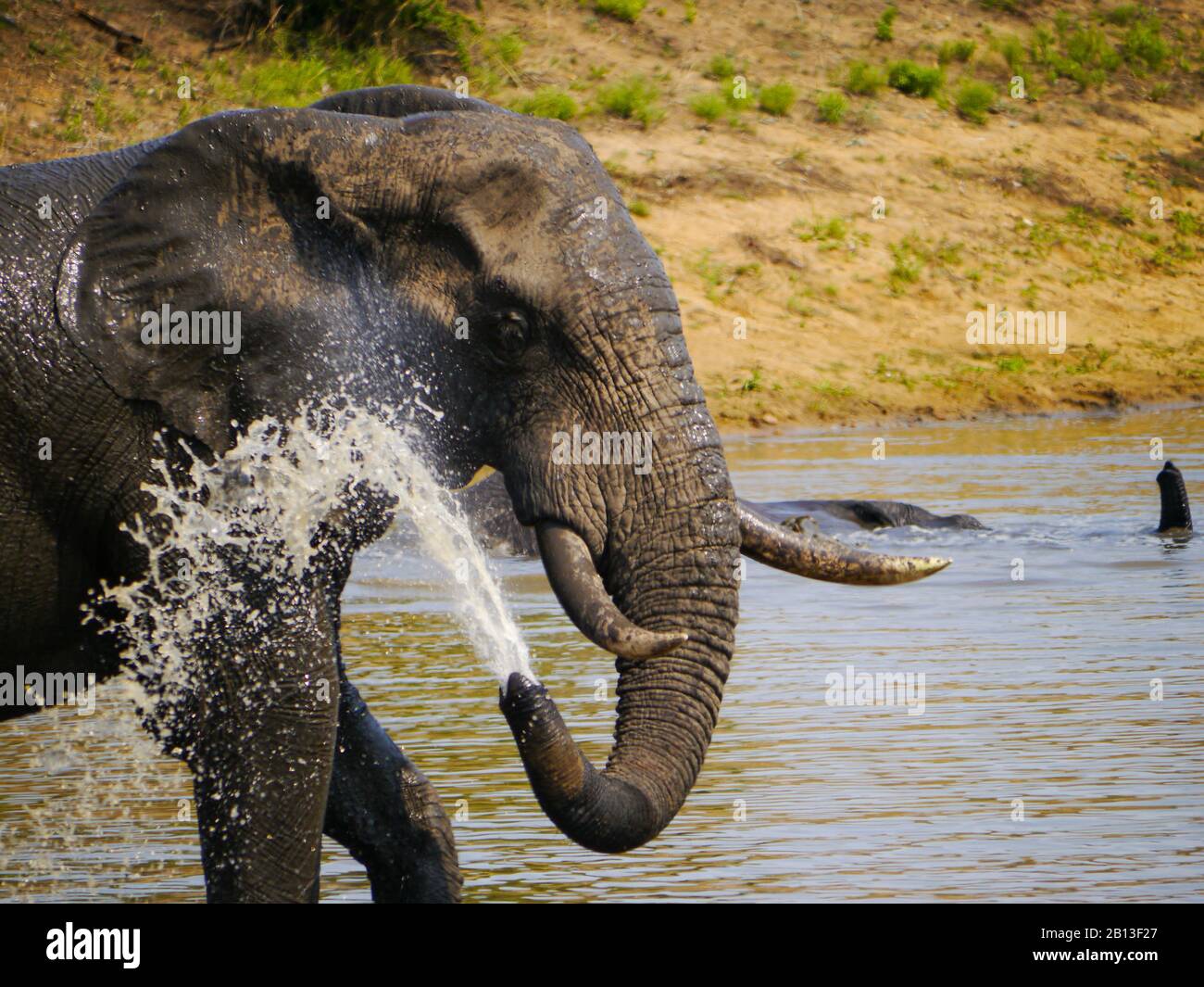Der Afrikanische Elefant (Loxodonta africana) kühlt sich im Kruger Nationalpark mit Wasser ab Stockfoto