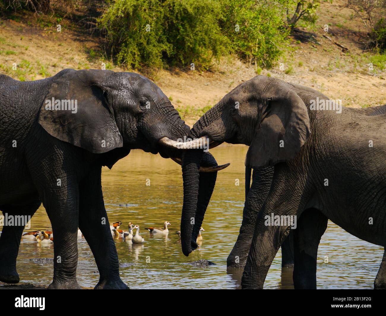 Zwei Afrikanische Elefanten (Loxodonta africana) zeigen sich im Kruger Nationalpark verliebt Stockfoto