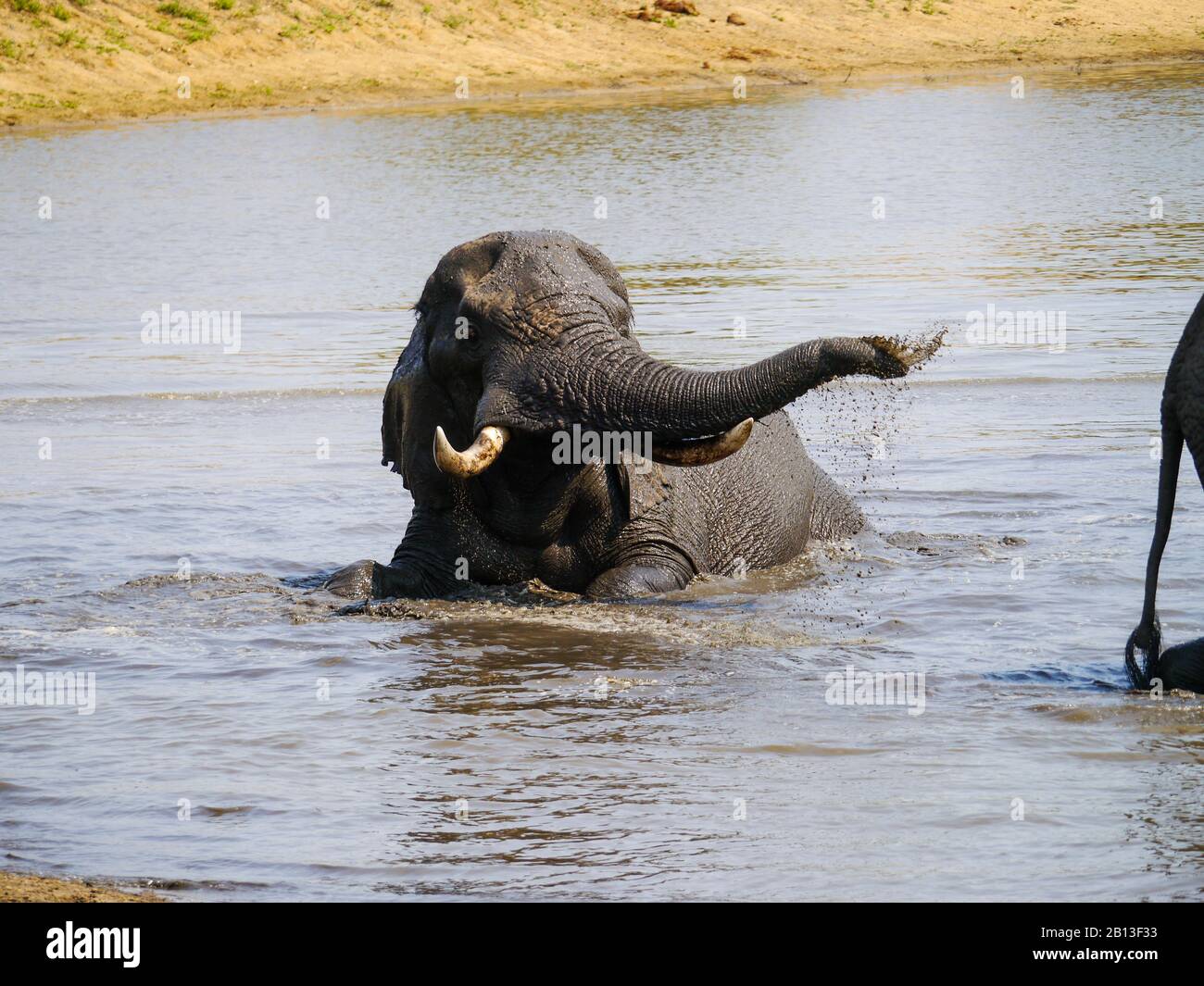 Der Afrikanische Elefant (Loxodonta africana) bedeckt sich mit Schlamm im Kruger Nationalpark Stockfoto