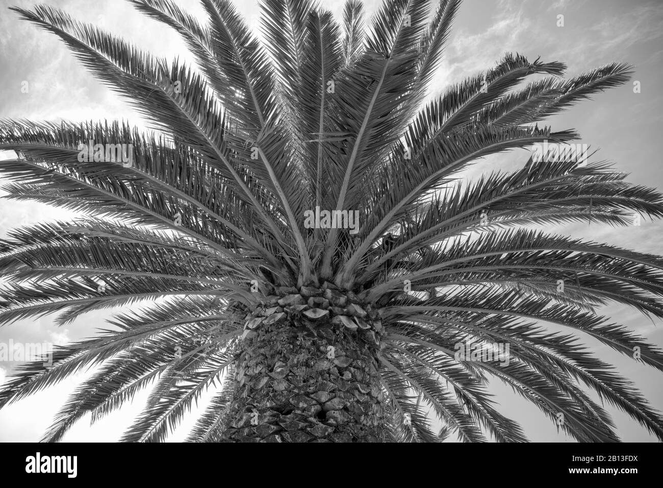 Schwarz-weiß Nahaufnahme von Palmenblättern, die ihre Textur zeigen. Stockfoto