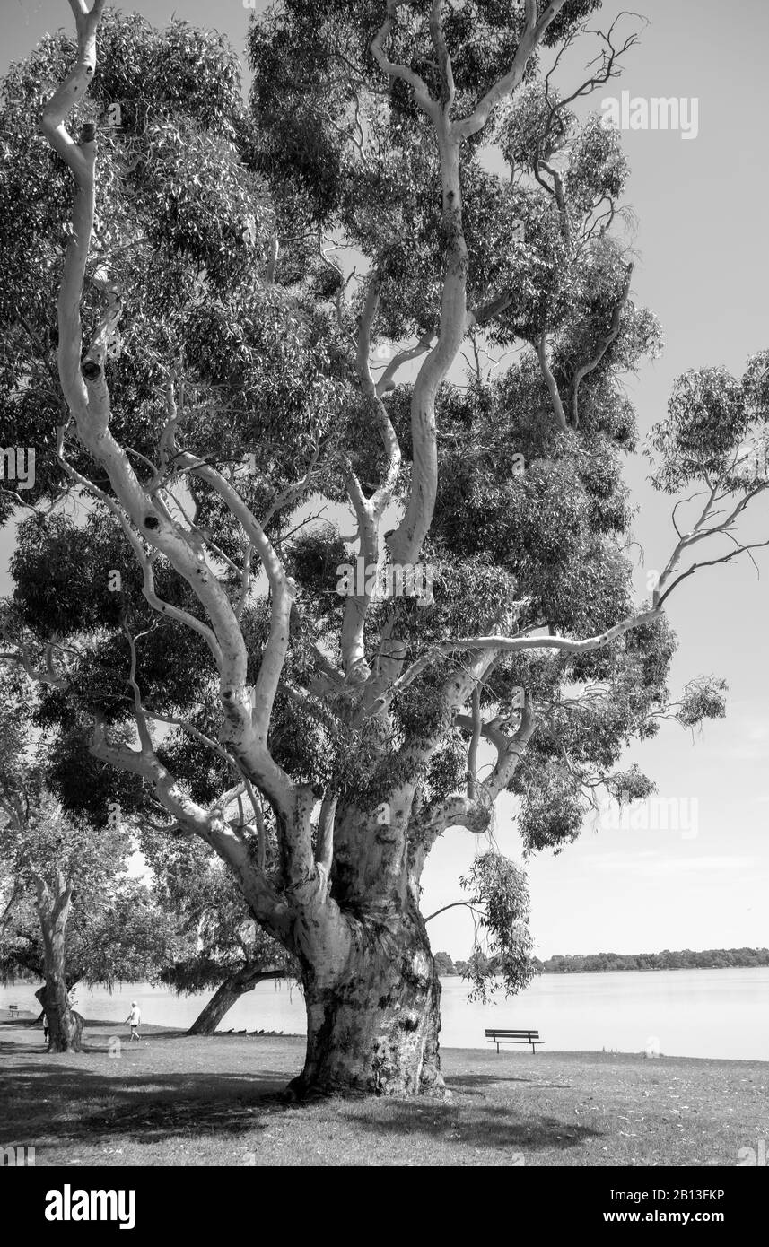 Schwarz-Weiß-Gesamtansicht eines hohen, wachsenden Eukalyptusbaums entlang des Lake Monger, einem Feuchtgebiet, in der Nähe von Perth, Western Australia. Stockfoto