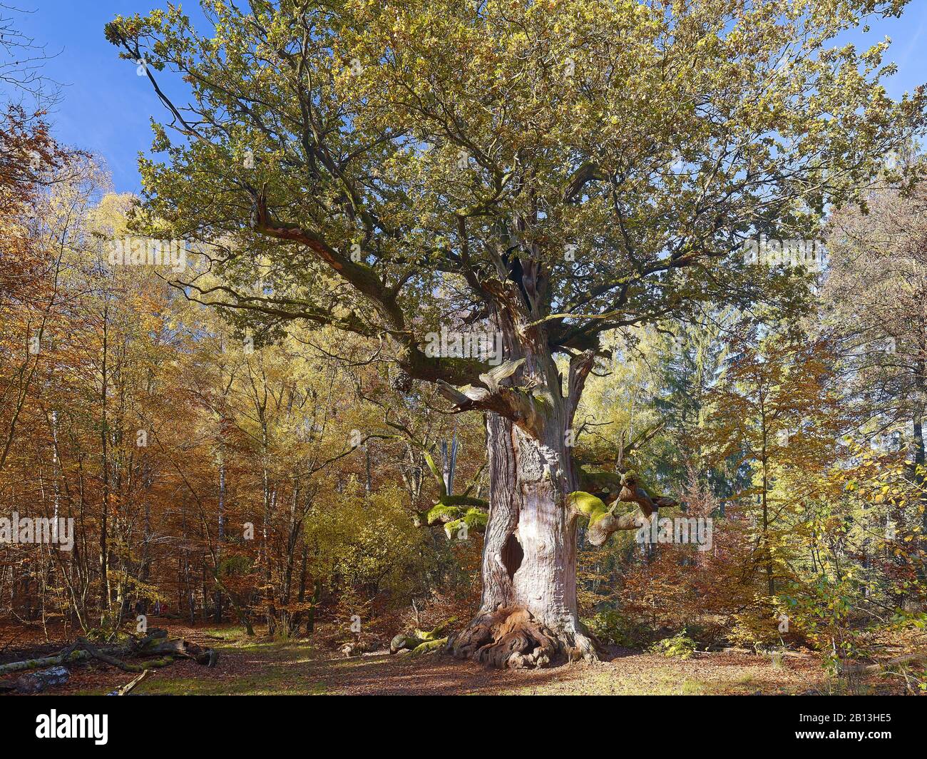Kamineiche im Naturreservat Jungle Forest Sababurg, Hofgeismar, Hessen, Deutschland Stockfoto