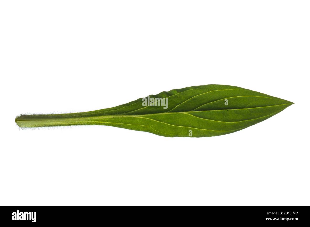 Blase campion, Maiden's Tears (Silene vulgaris), Leaf, Cutout, Deutschland Stockfoto