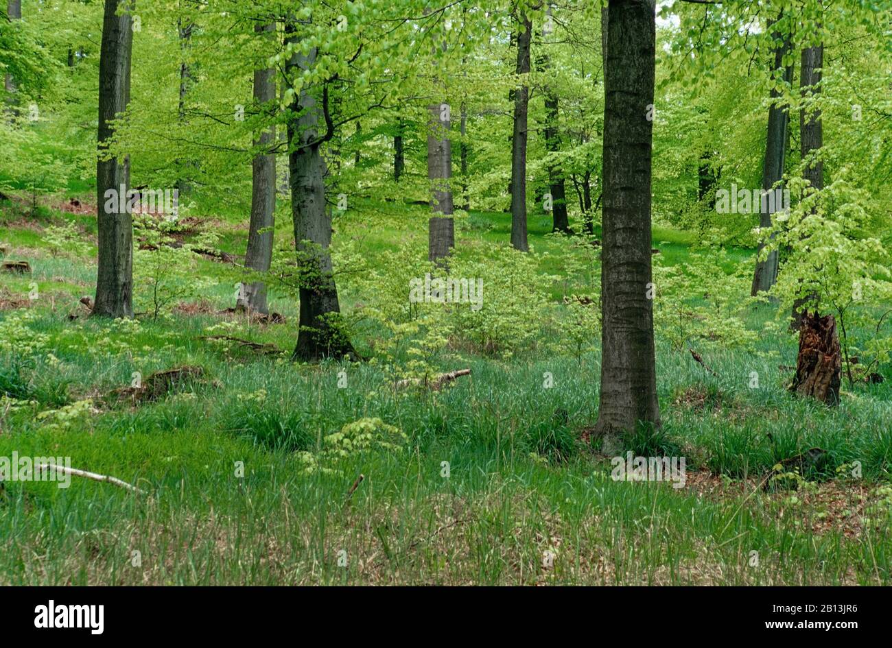 Laubwald im Frühjahr, Deutschland, Nordrhein-Westfalen, Siebengebirge Stockfoto